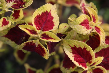 coleus plant