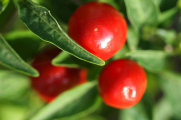 Obraz premium ormental pepper plant