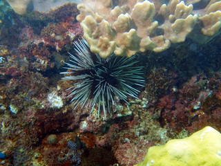 Sea urchin, Vietnam