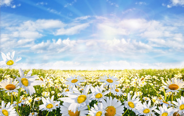 Springtime: field of daisy flowers with blue sky and clouds