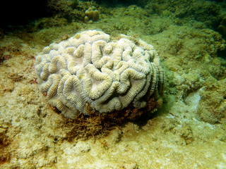 Stone coral, area of the city of Nha Trang, Vietnam