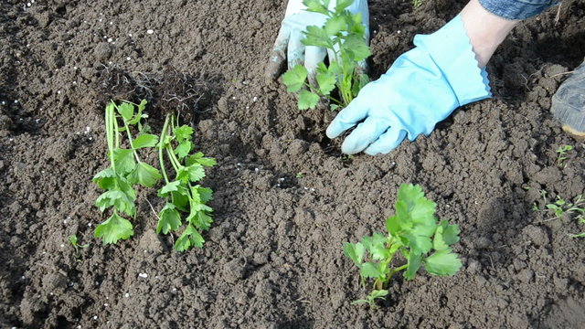 planting celery sprouts in spring time