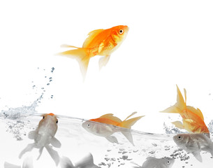 goldfish leaping out of the water