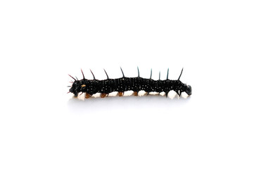 Caterpillar