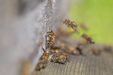 Obraz premium Old hive entrance.