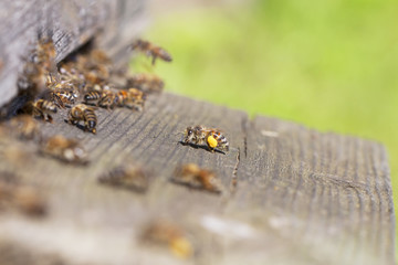 Old hive entrance.