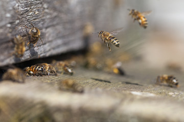 Old hive entrance.