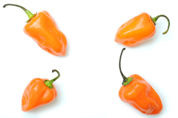 ot peppers pattern