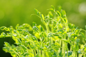 豆苗　（エンドウ豆の若菜）