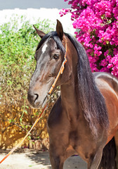 portrait of amazing purebred Andalusian bay stallion,  Spain