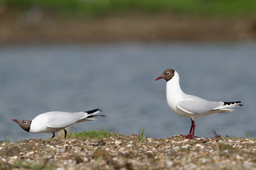 Lachmöwe, Black-headed gull, Chroicocephalus ridibundus