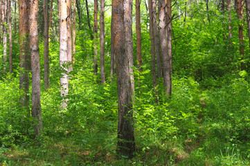 Obraz premium Mixed forest with deciduous and coniferous trees