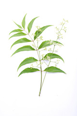 Azadirachta indica -Neem leaves and flowers
