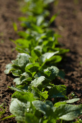 radish in the garden