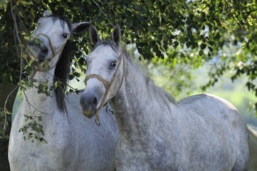 Horses on the farm