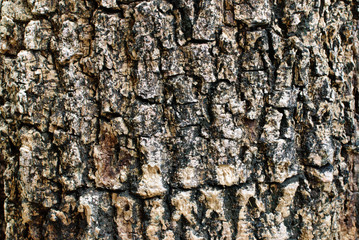 Bark background texture