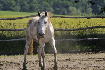 Fototapeta premium On the horse farm