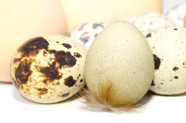 Obraz premium Quail eggs