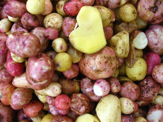 the harvest of potatoes