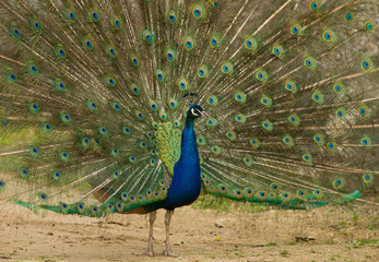 Obraz premium peafowl displaying