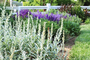 Lamb's Ear flowers, Stachys byzantina