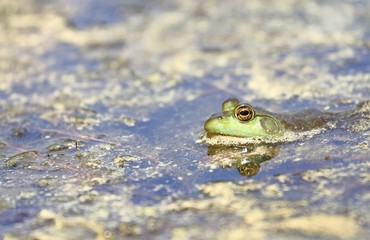 petite grenouille