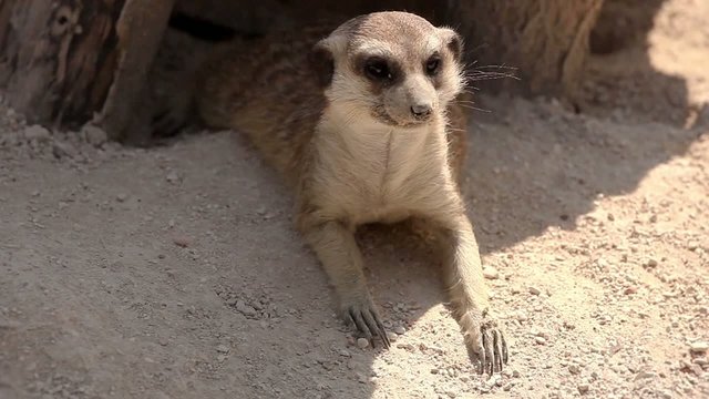 Furetto