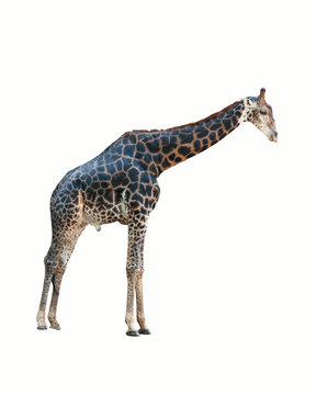 giraffe isolated .
