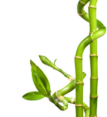 Fototapeta na wymiar dekoracyjny bambus