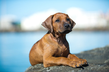 Cute rhodesian ridgeback puppy at the sea