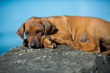 Cute rhodesian ridgeback puppy at the sea