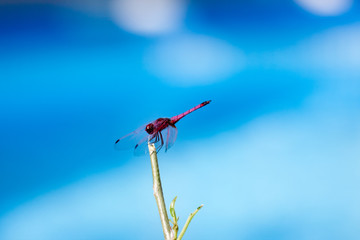 libellule sur eau bleue © Unclesam