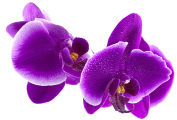 orchidée pourpre