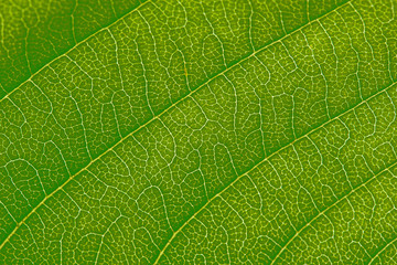 Cherry leaf