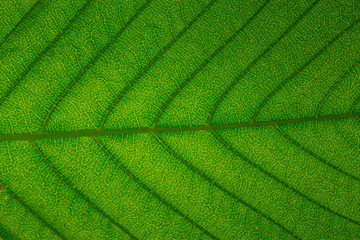 Maple leaf