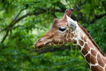 giraffe