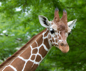 giraffe portrait