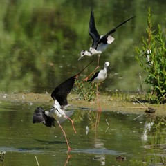 Disputa tra Cavalieri d'Italia