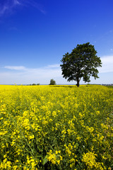 Obraz premium tree in the rape field