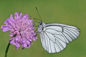 Aporia crataegi