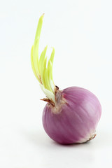 Green sprout comes out from an onion