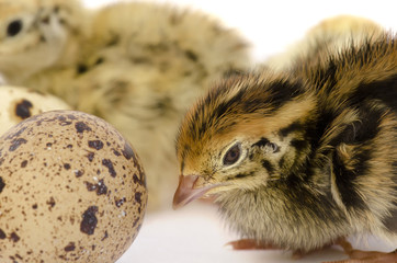 Quail egg and chick