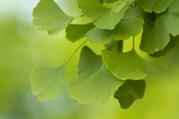 ginkgo biloba