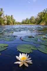 summer lake with lilies