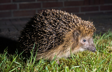 Hedgehog in garden © Robert Hoetink