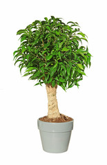 ficus bonsaï