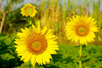 Sunflower in the farm