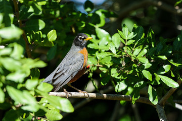 american robin, turdus migratorius