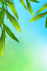 Blue and green background with bamboo leaves