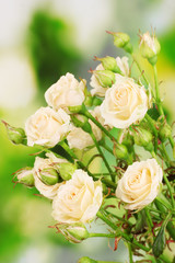 Beautiful small roses on green background